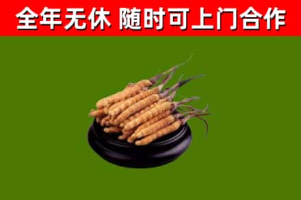 尖草坪回收冬虫夏草